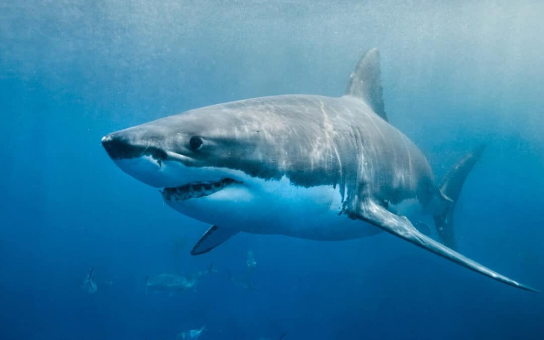 Adventures in Cape Town: 6 Thrilling Outdoor Activities for Nature Lovers