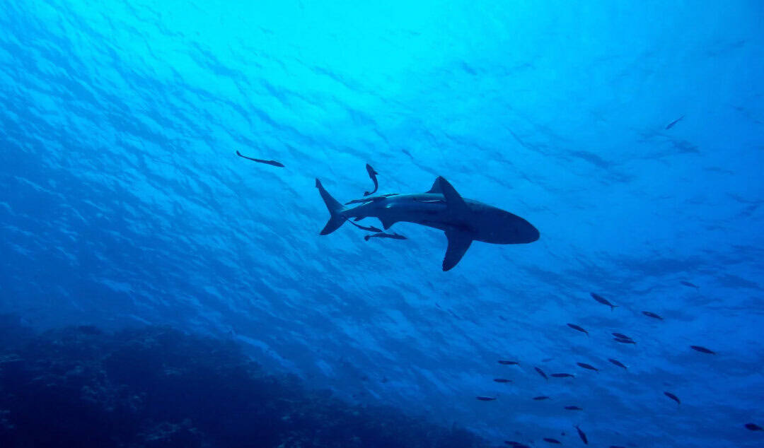 Enjoying the thrill of Shark Cage Diving
